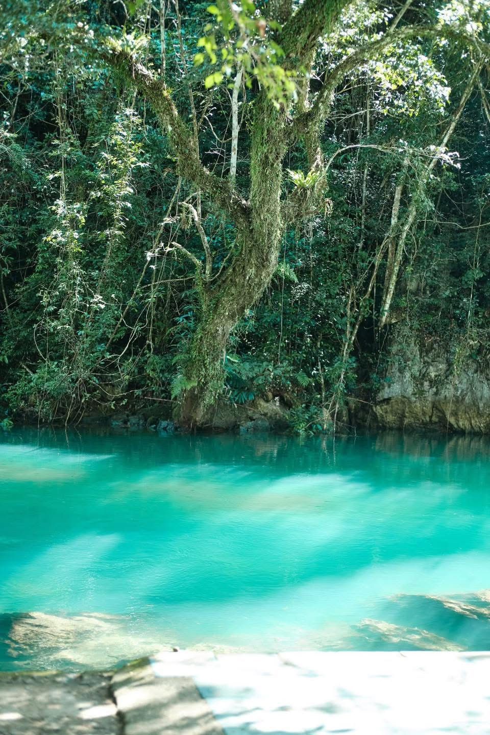 🌱 LE NIN SPRING – A POETIC BEAUTY IN THE MIGHTY OLD FOREST (PAC B) - 4