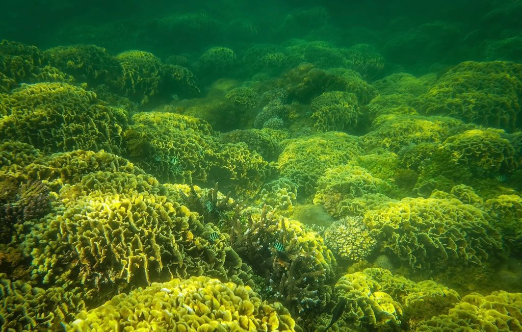 🏝️ 桑查岛 – 森林与碧海相接之地 - ảnh 4