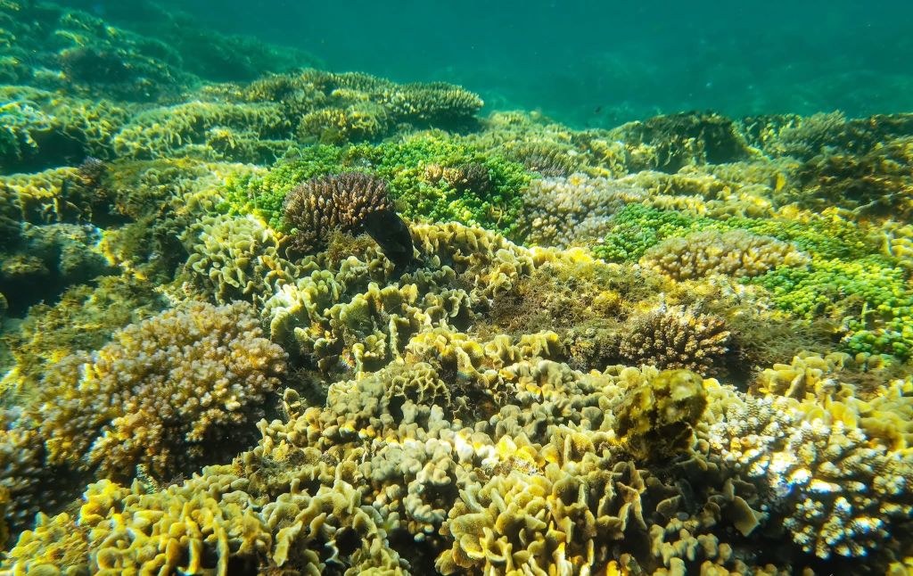 🏝️ 桑查岛 – 森林与碧海相接之地 - ảnh 5