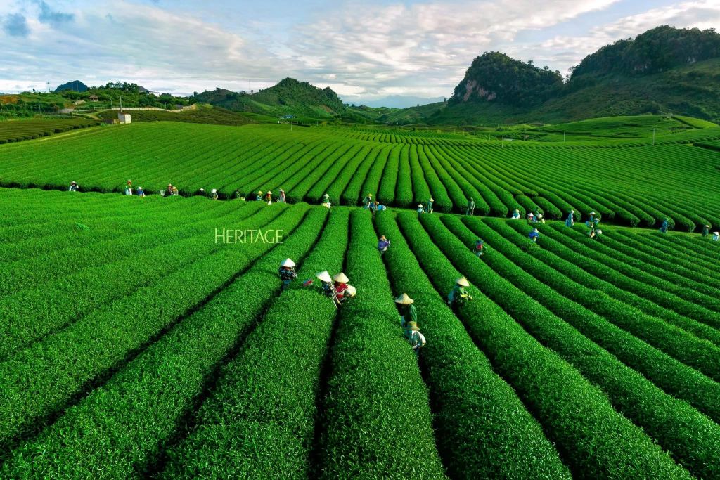 Heart Tea Hill Moc Chau - An attractive destination for tourists. - 1