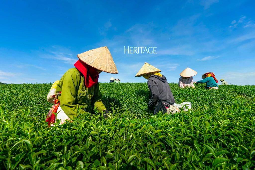 Heart Tea Hill Moc Chau - An attractive destination for tourists. - 2