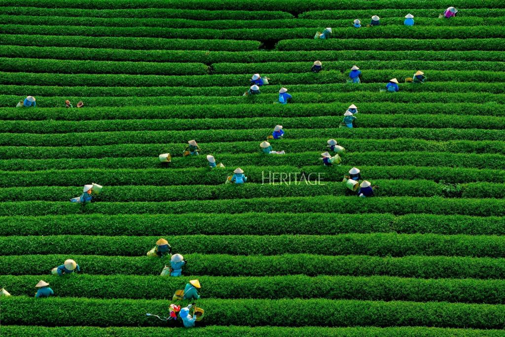 Heart Tea Hill Moc Chau - An attractive destination for tourists. - 3