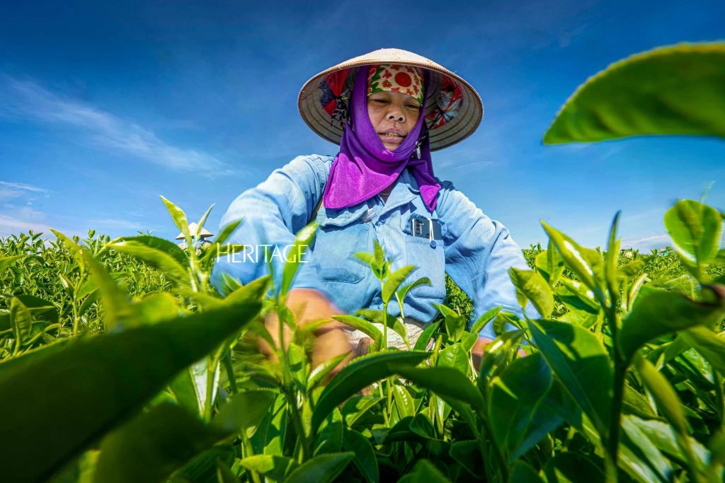 Heart Tea Hill Moc Chau - An attractive destination for tourists. - 4
