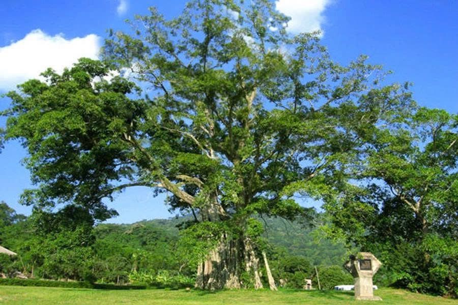 The Tan Trao Banyan Tree Relic – Symbol of the "Resistance Capital" - 2