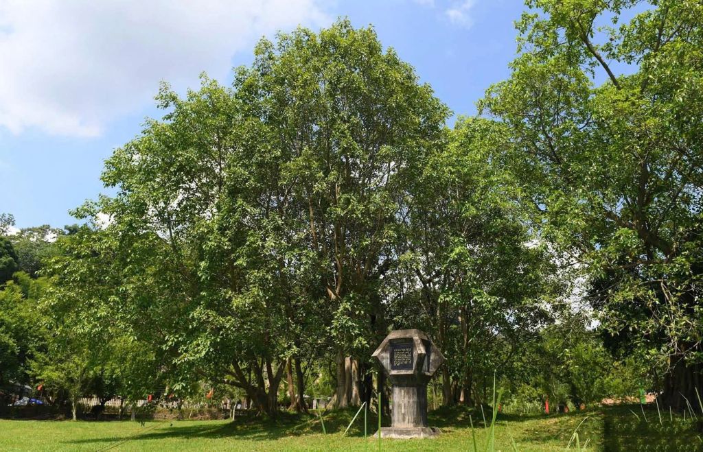 The Tan Trao Banyan Tree Relic – Symbol of the "Resistance Capital" - 4