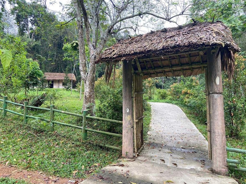 🌳 Le site du Ficus de Tân Trào – Symbole de la "Capitale de la résistance" - ảnh 6