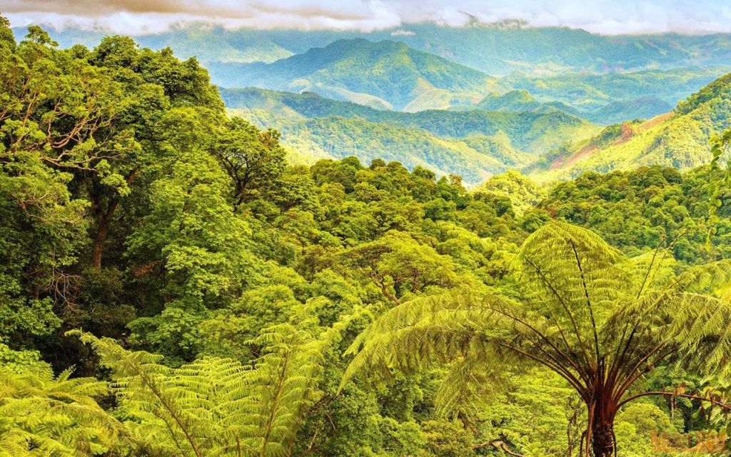 Dong Chau – Khe Nuoc Trong: "Symphony" of the Great Forest and Its Waterfalls