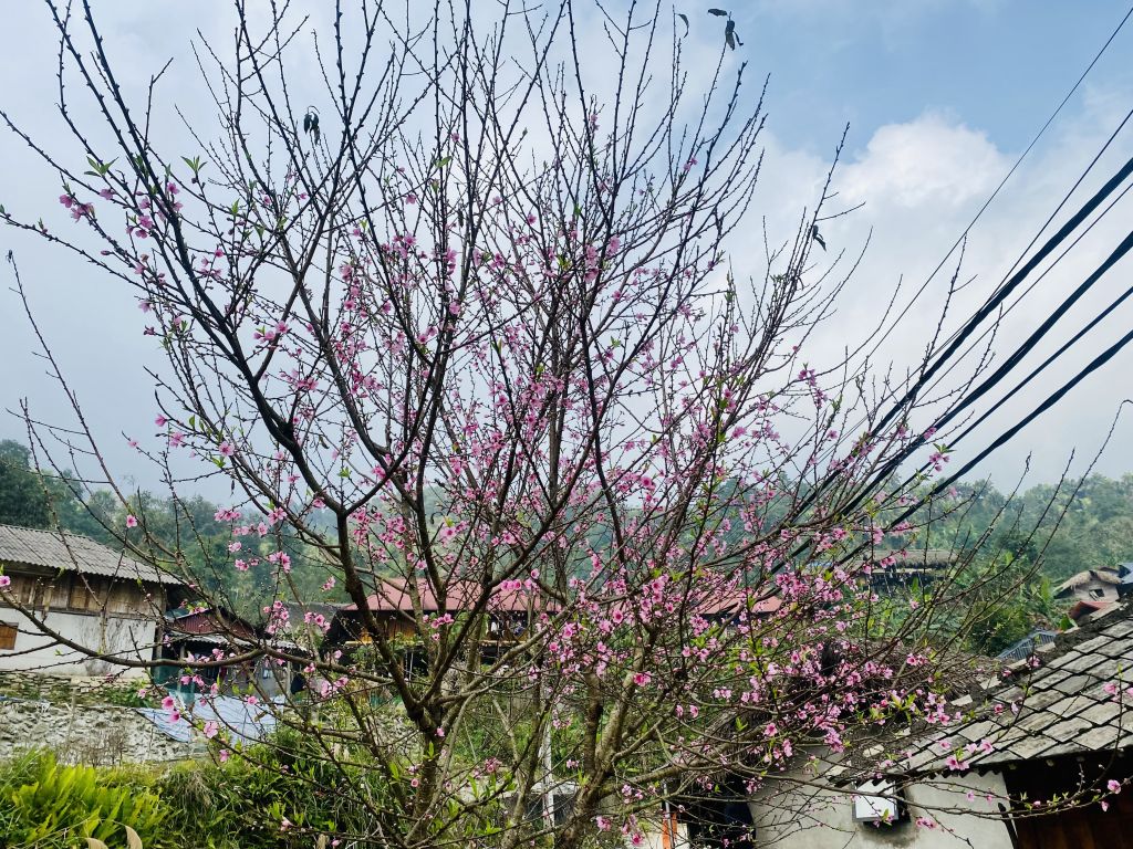 🌸 설날이 다가오는 구오이 미 - 2