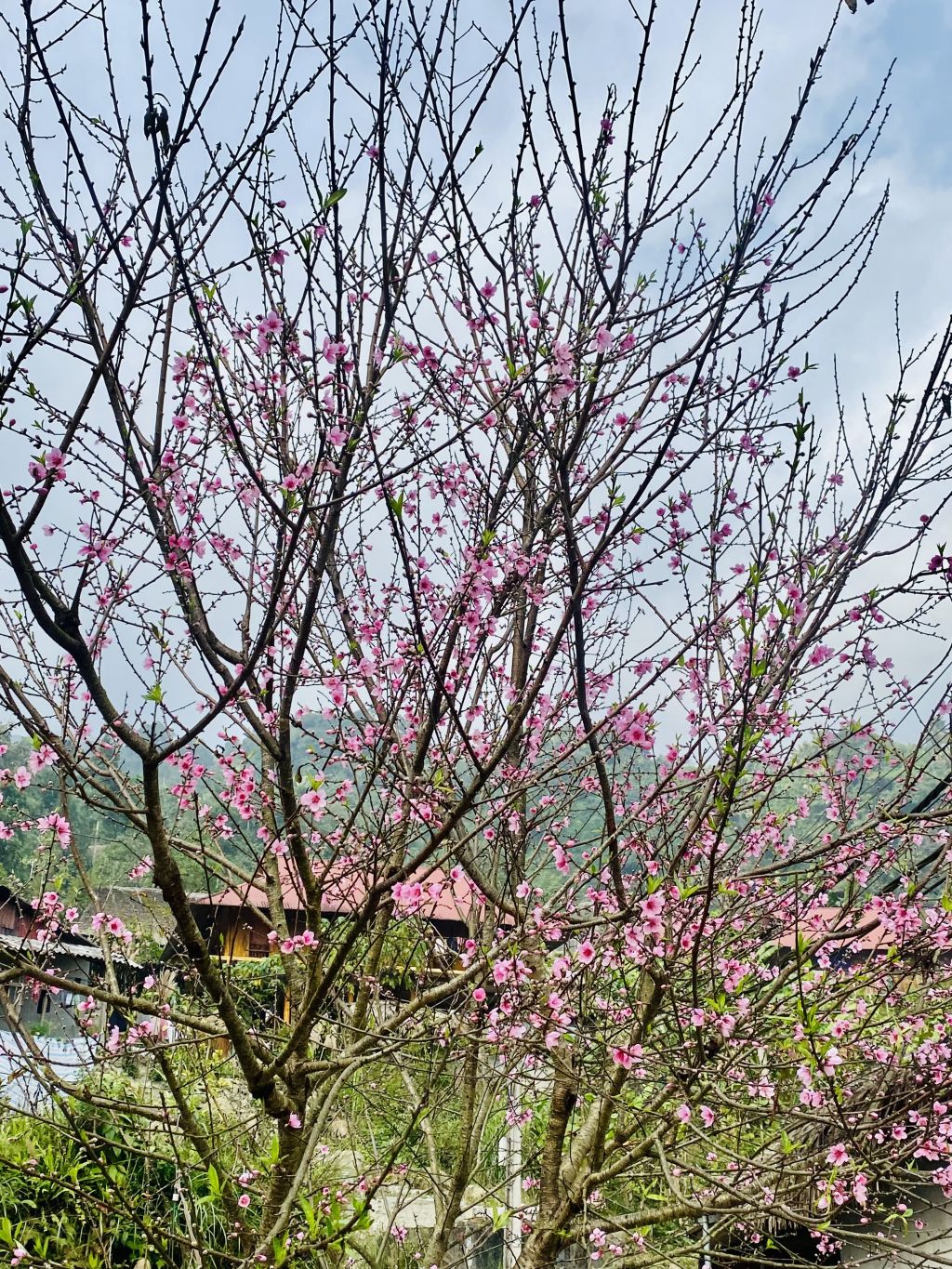 🌸 Tết chạm ngõ Khuổi My