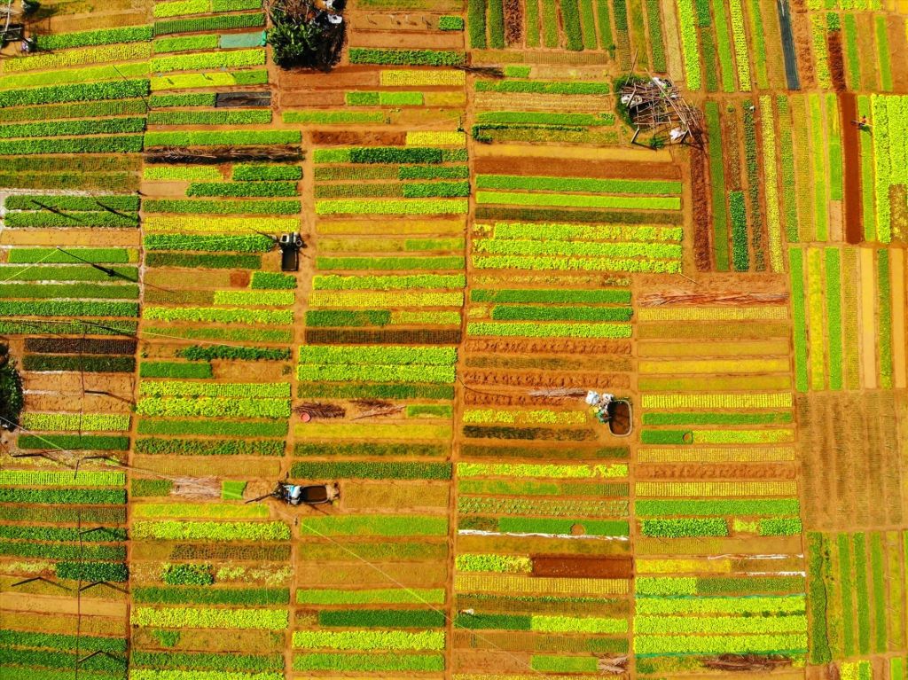 Fragrant Trà Quế vegetable village -------Source: Travel Information Portal - 1