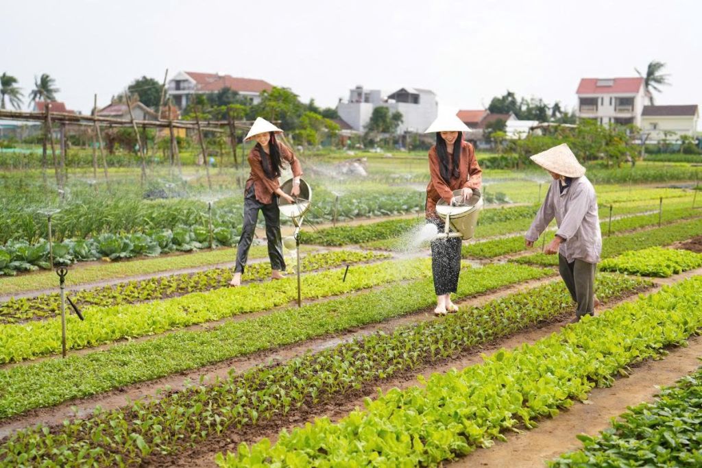 Fragrant Trà Quế vegetable village -------Source: Travel Information Portal - 3