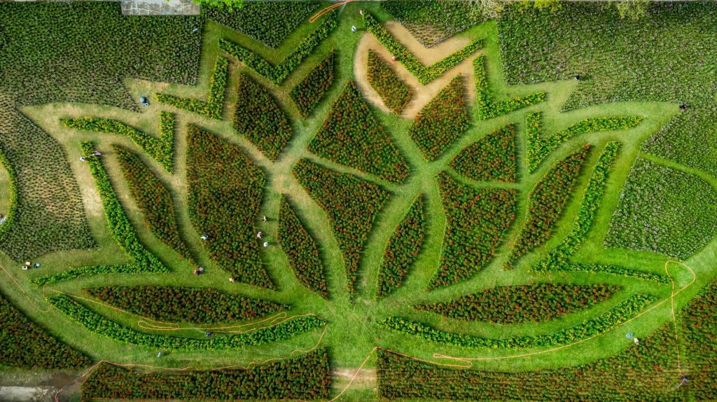 La flor de loto gigante está formada por 50,000 macetas de flores en el patio de Hàm Ngh. - 3