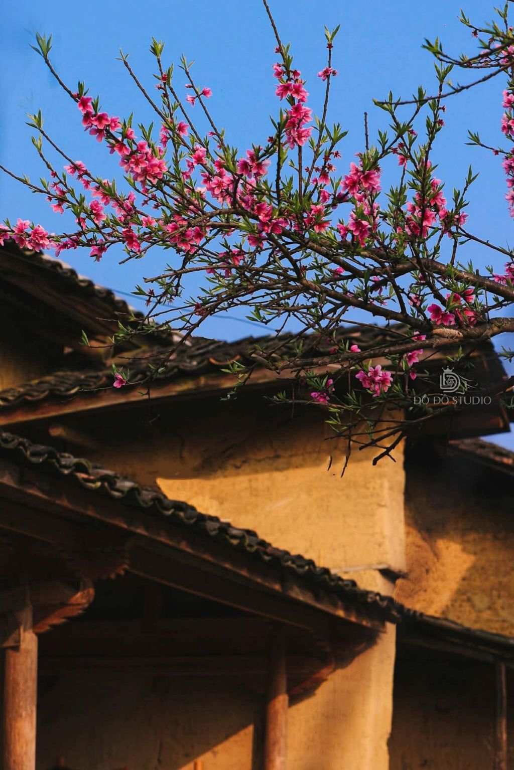 अभी भी है Hà Giang में त्योहारों का मौसम — वसंत, फूलों का मौसम... सबसे खूबसूरत मौसम। - ảnh 3