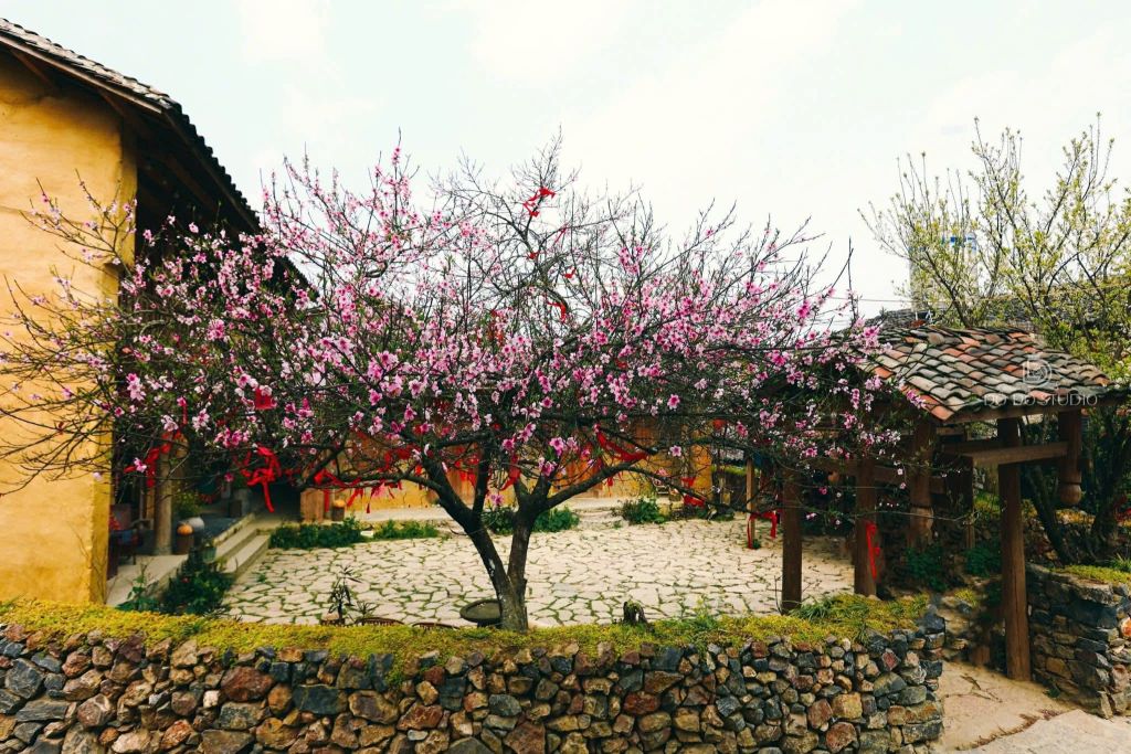 अभी भी है Hà Giang में त्योहारों का मौसम — वसंत, फूलों का मौसम... सबसे खूबसूरत मौसम। - ảnh 4