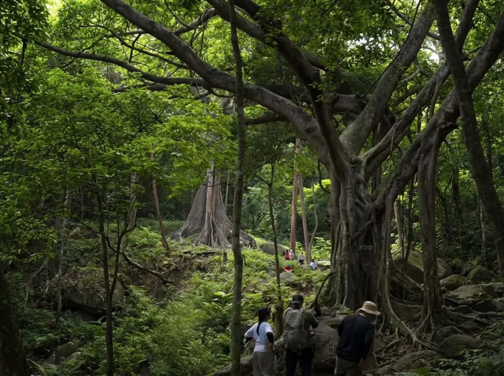 Enchanted by the stunning trekking trails in Son Tra, Da Nang. - 2