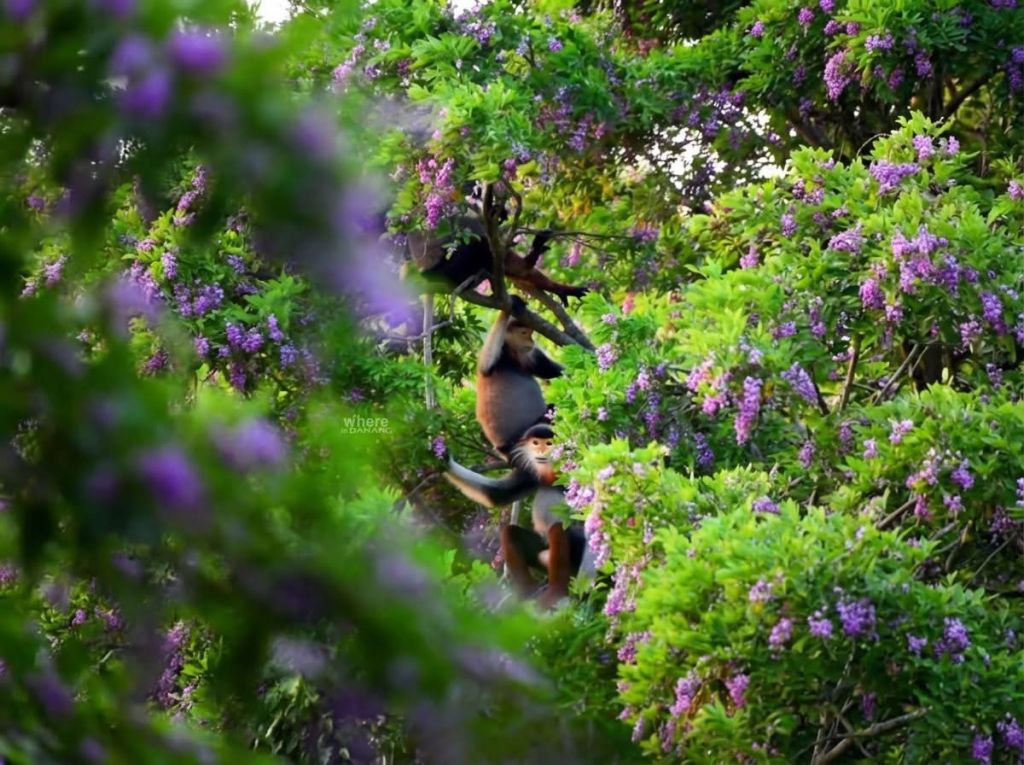 Enchanted by the stunning trekking trails in Son Tra, Da Nang. - 3