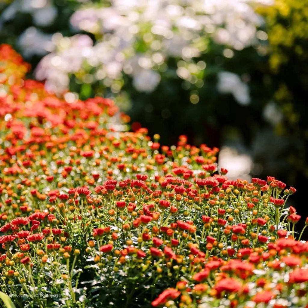 Tet is coming to Hoi An 🥰📸 The people of Hoi An - 3