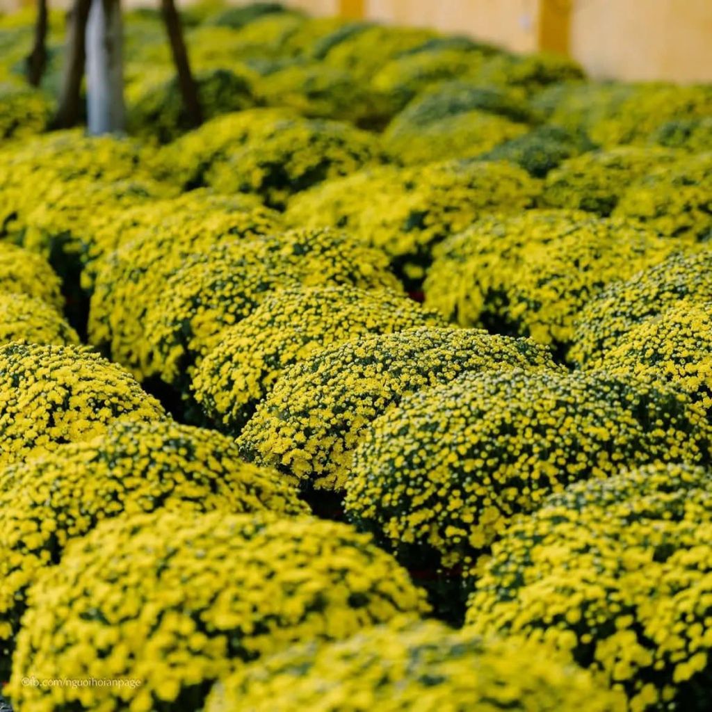 호이안 설이 다가오고 있어요 🥰📸 호이안 사람들 - 6