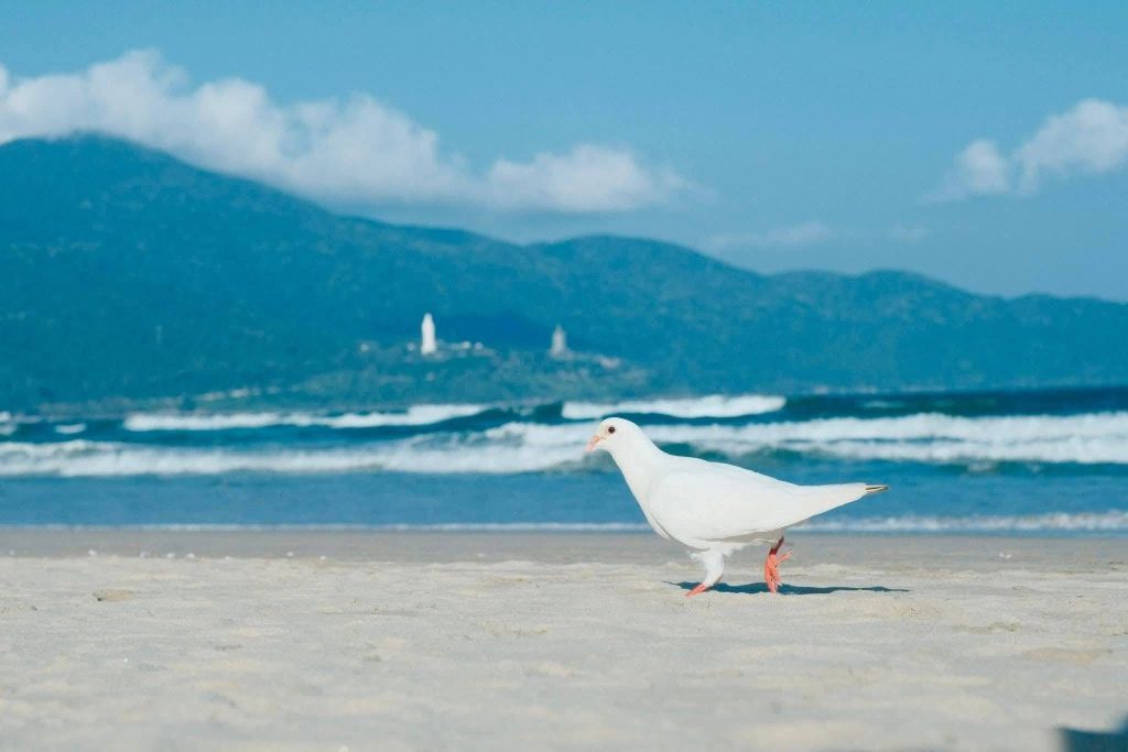 The beaches in Da Nang are really beautiful this season! ☺️📸 Win DT#Locatravel # - 4
