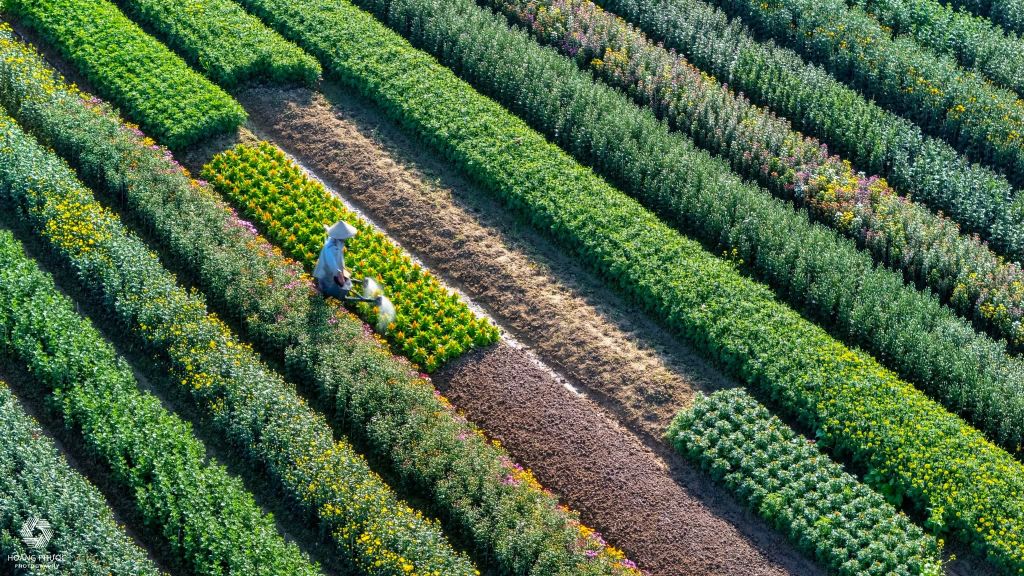 Las flores de primavera están llegando al pueblo de Tiên Nộn, P. Dương Nổ, TP. - 1