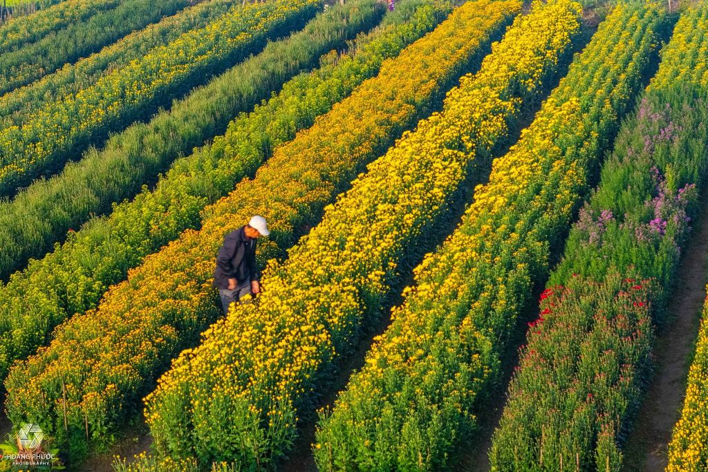 Las flores de primavera están llegando al pueblo de Tiên Nộn, P. Dương Nổ, TP. - 2