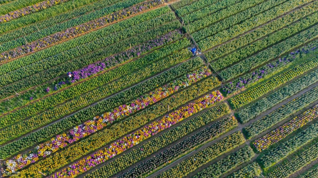 Las flores de primavera están llegando al pueblo de Tiên Nộn, P. Dương Nổ, TP. - 3