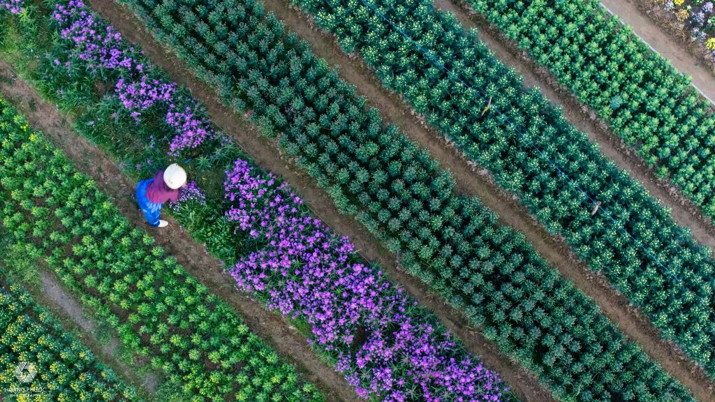 Las flores de primavera están llegando al pueblo de Tiên Nộn, P. Dương Nổ, TP. - 4