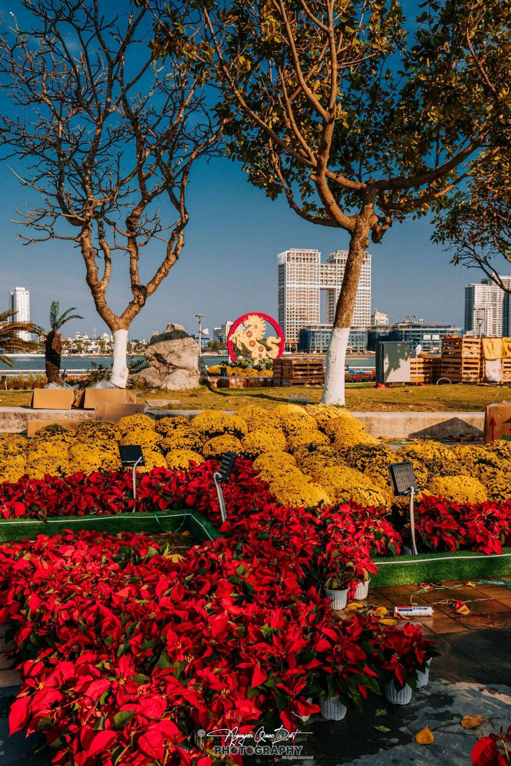 त्योहार का माहौल डा Nang में हर गली और मोहल्ले में आ चुका है, नए साल का स्वागत करने के लिए। - 6