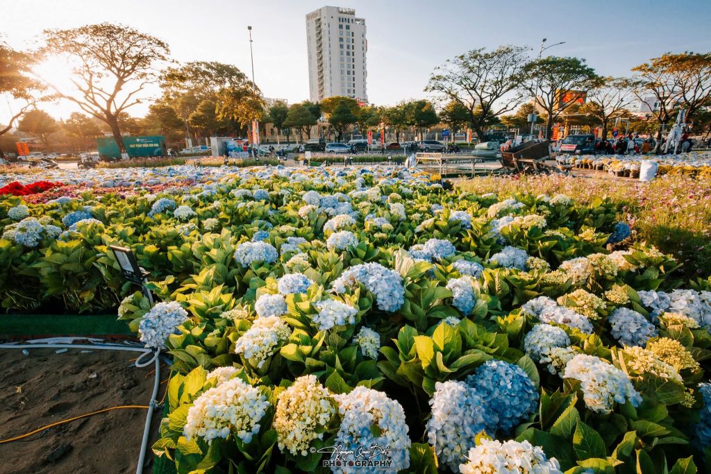 त्योहार का माहौल डा Nang में हर गली और मोहल्ले में आ चुका है, नए साल का स्वागत करने के लिए। - 7
