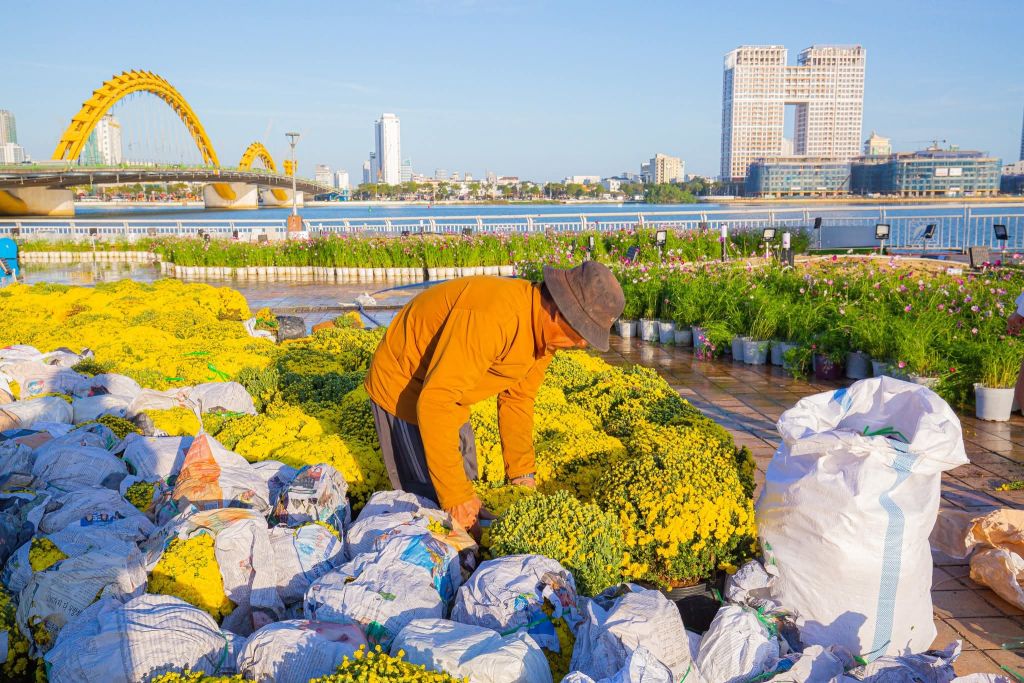 त्योहार का माहौल डा Nang में हर गली और मोहल्ले में आ चुका है, नए साल का स्वागत करने के लिए। - 8