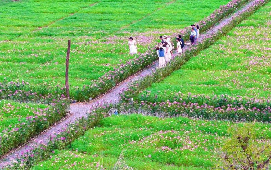 A spring travel destination in Da Nang that not everyone knows about. - 2