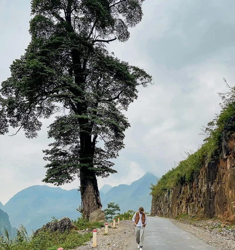 Decoding the allure of the lonely tree's coordinates in Ha Giang, perched precariously by the mountain pass.