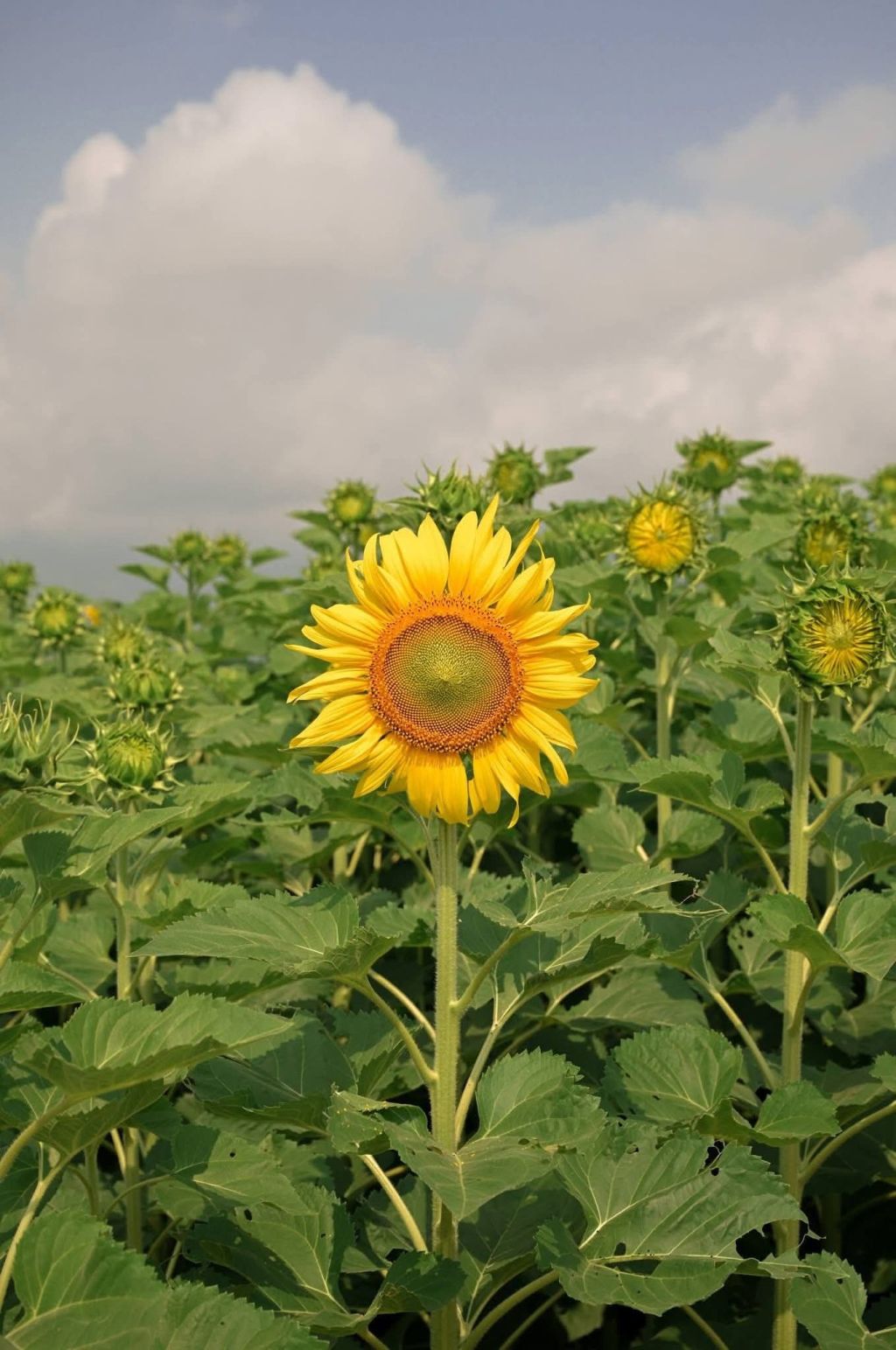 Discover the gigantic sunflower field located near the center. - 1