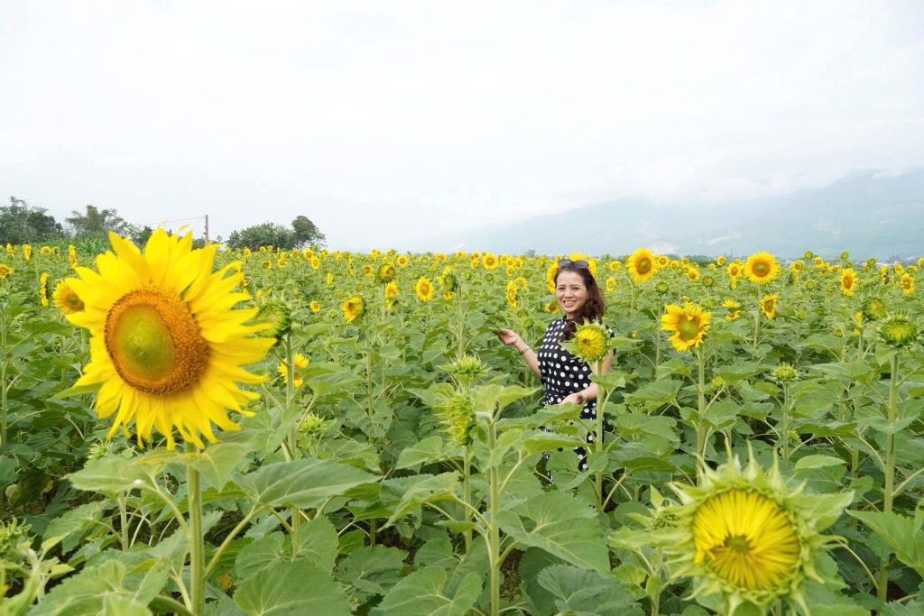 Discover the gigantic sunflower field located near the center. - 2