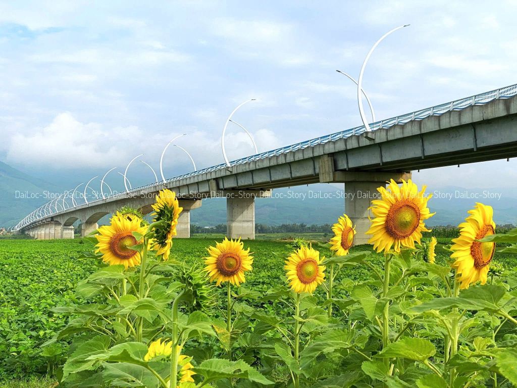 Discover the gigantic sunflower field located near the center. - 4