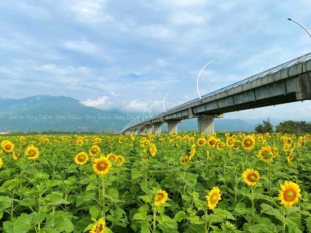 Discover the gigantic sunflower field located near the center. - 5
