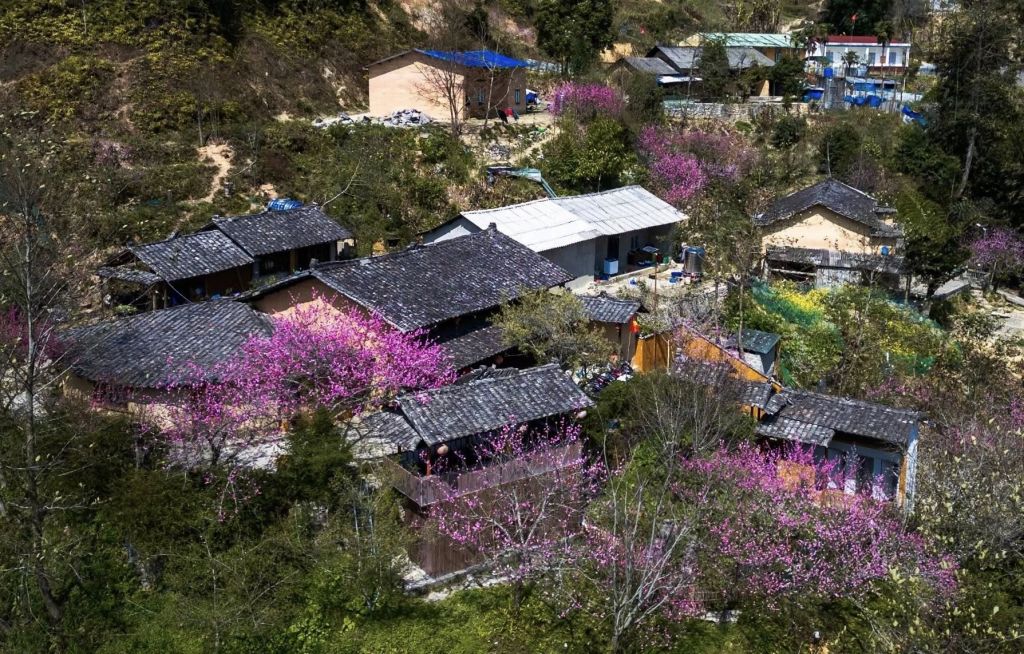 🌸 About Cao Mã Pờ in spring – Lost among the colors of border flowers. - 1
