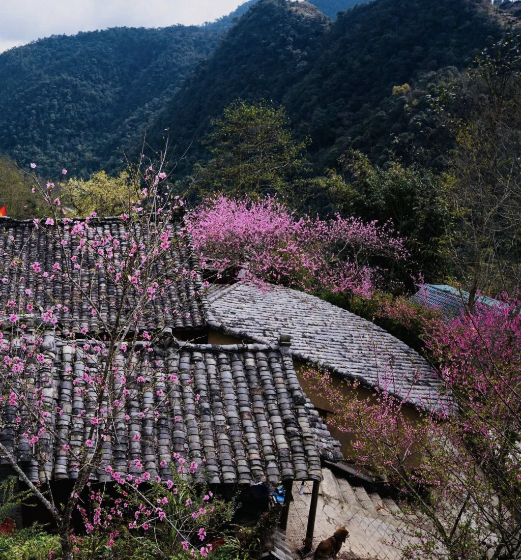 🌸 About Cao Mã Pờ in spring – Lost among the colors of border flowers. - 2