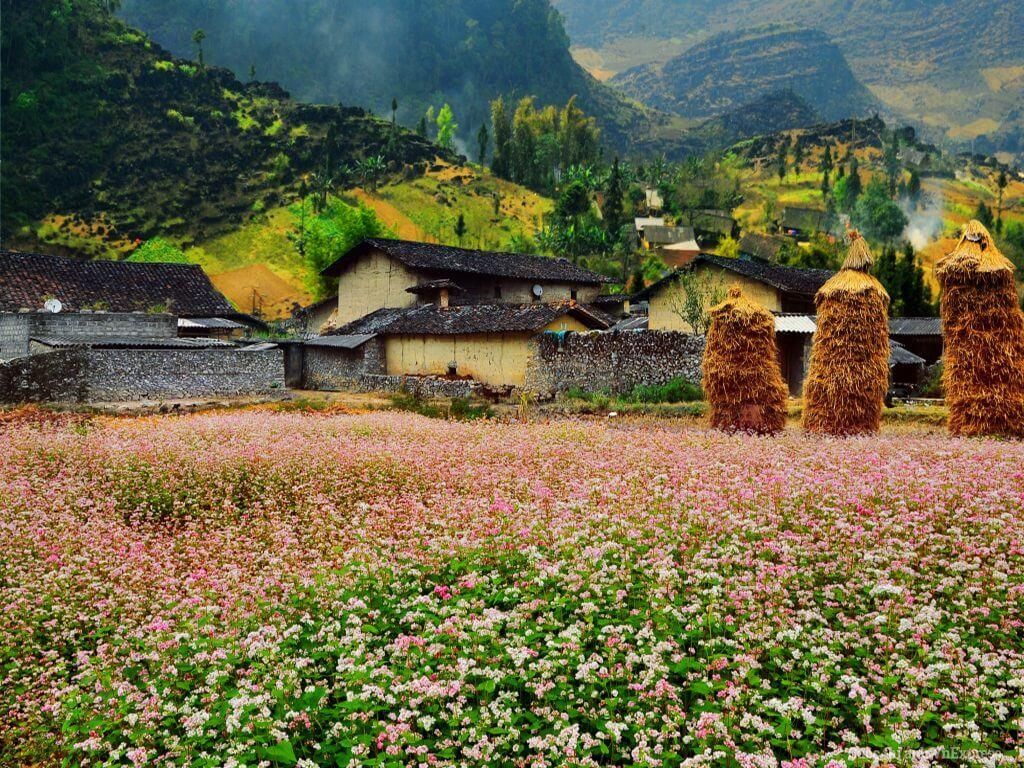 Lung Cam Cultural Tourism Village – A Peaceful Floral Tapestry In The Countryside. - 1