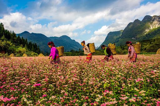 Lung Cam Cultural Tourism Village – A Peaceful Floral Tapestry In The Countryside. - 2