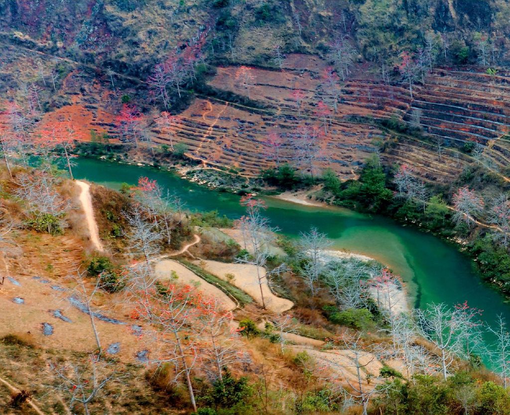 March – The Cotton Flowers Ignite The Fire In The Rocky Highlands Of Dong Van. - 1