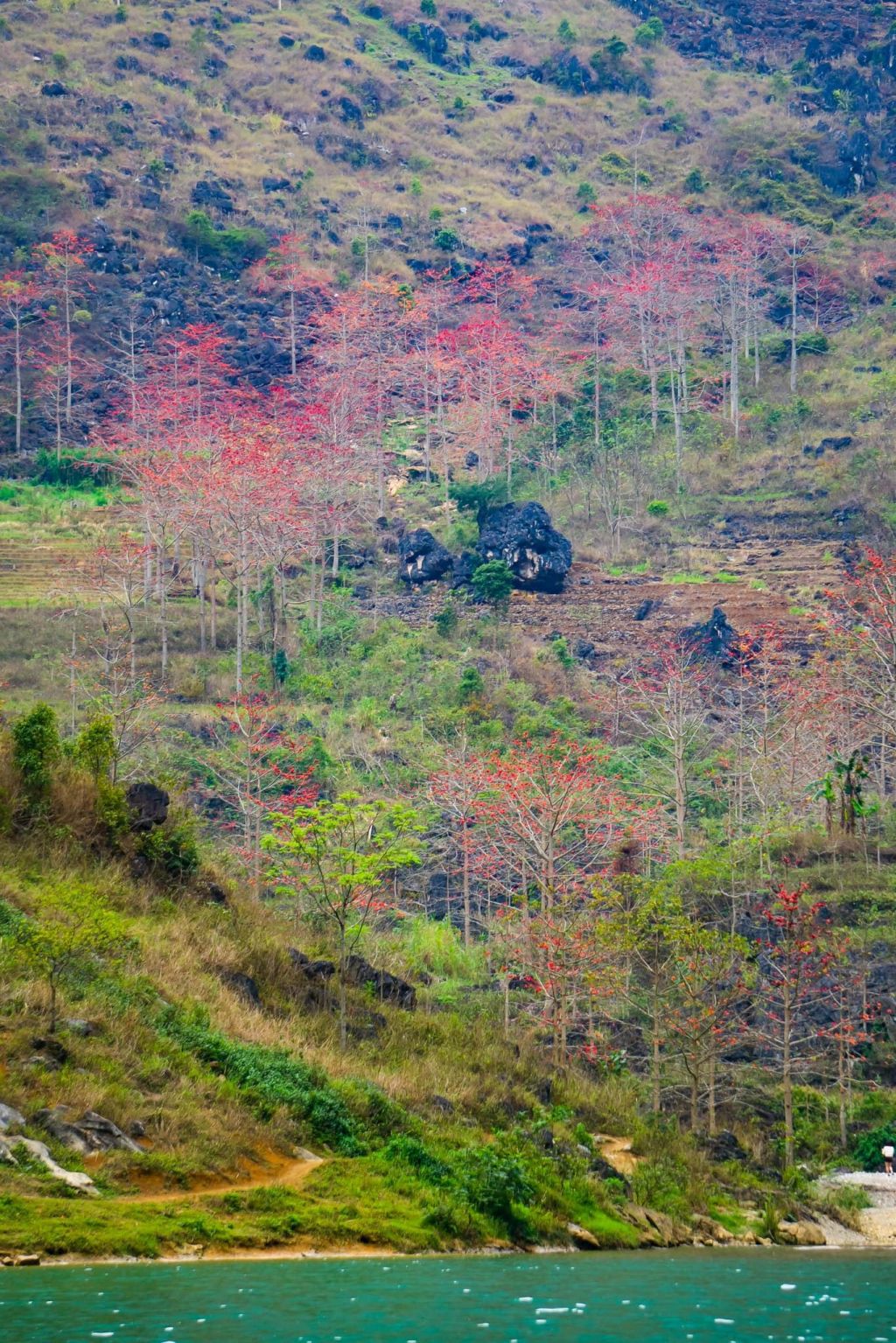 March – The Cotton Flowers Ignite The Fire In The Rocky Highlands Of Dong Van. - 2