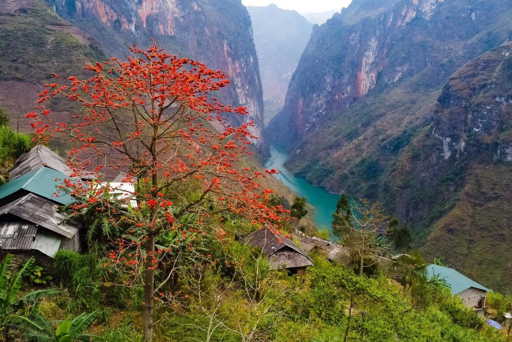 March – The Cotton Flowers Ignite The Fire In The Rocky Highlands Of Dong Van. - 4