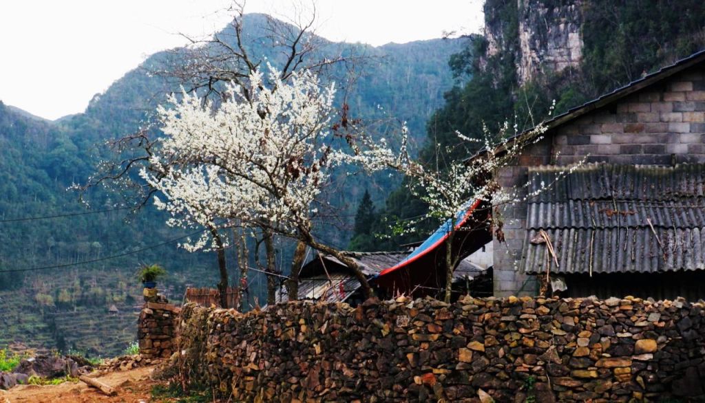 लाओ सा हा गियांग की खोज: सुंग ला घाटी के बीच प्राचीन गांव का सपना। - ảnh 4