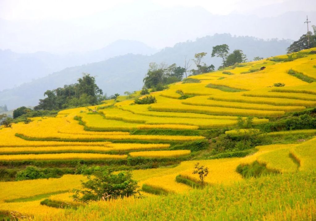 Hồng Thái Terraced Fields – A Green Silk Strip Among the Mountains of Na - 1