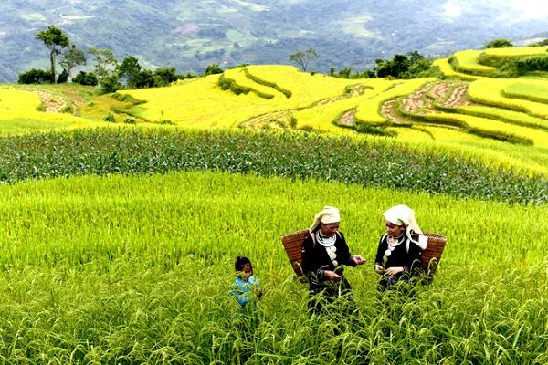 Hồng Thái Terraced Fields – A Green Silk Strip Among the Mountains of Na - 4