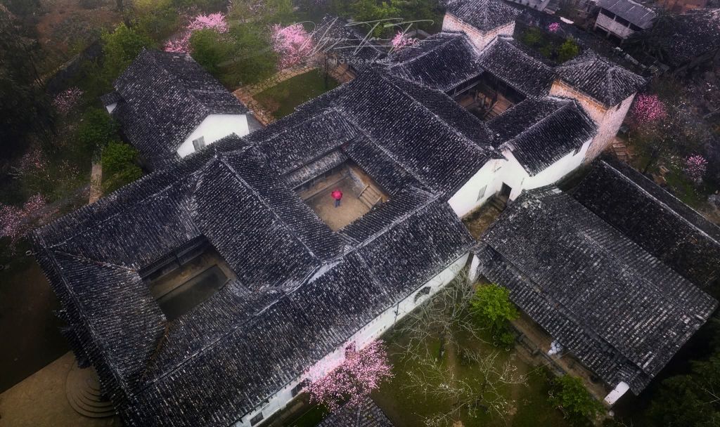 The season of flowers blooming on the rocks of Ha Giang. Photo: Tuan Nguyen - 2