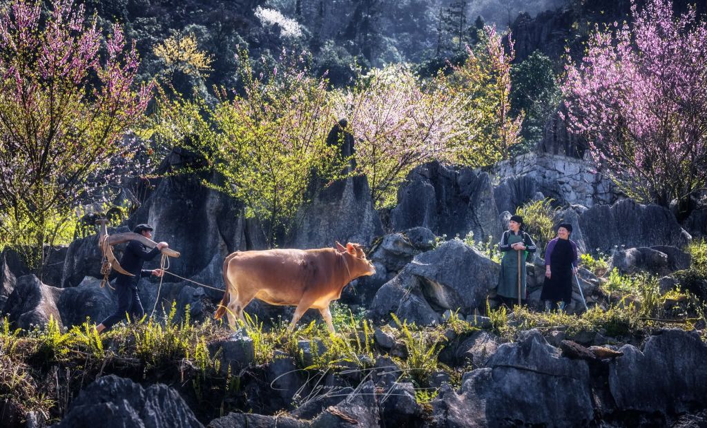 The season of flowers blooming on the rocks of Ha Giang. Photo: Tuan Nguyen - 4