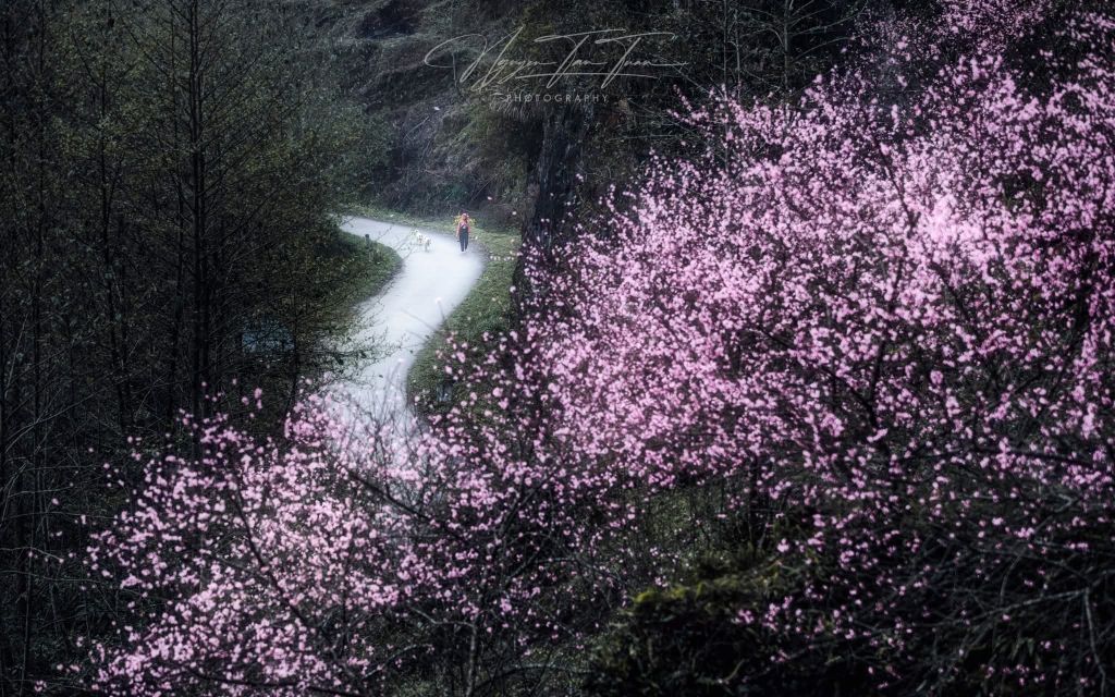 Saison des fleurs sur les rochers de Hà Giang. Photo : Tuấn Nguyễn. - ảnh 5