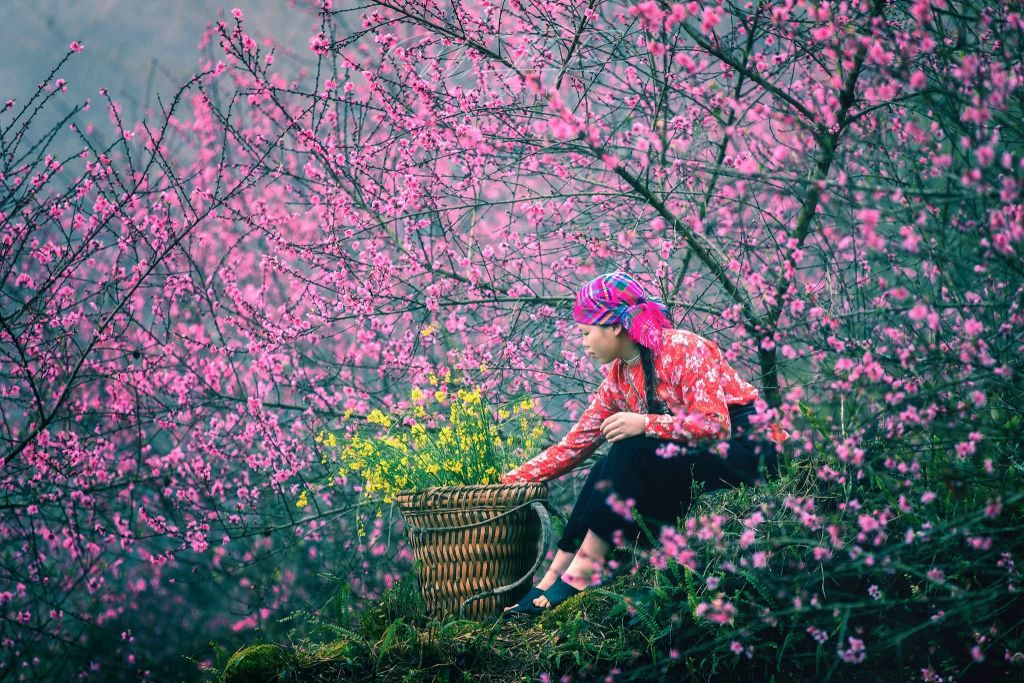 Saison des fleurs sur les rochers de Hà Giang. Photo : Tuấn Nguyễn. - ảnh 6